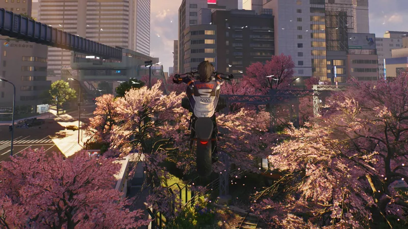 Cherry blossom trees in a city park with a lone figure walking and high-rise buildings behind